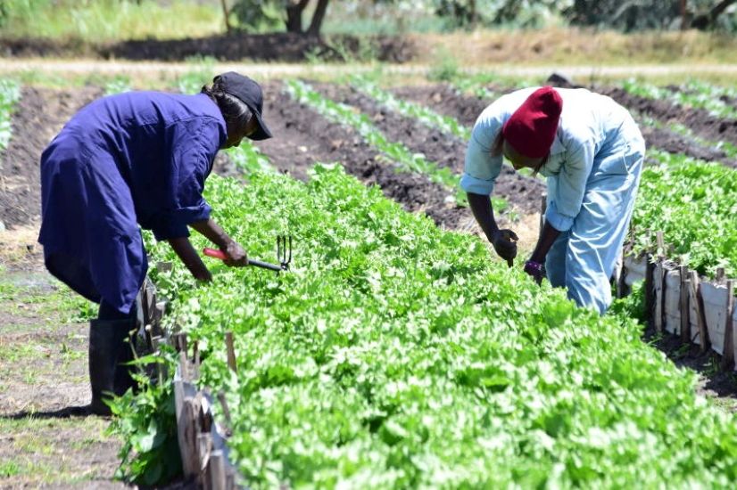 Développement du secteur agricole